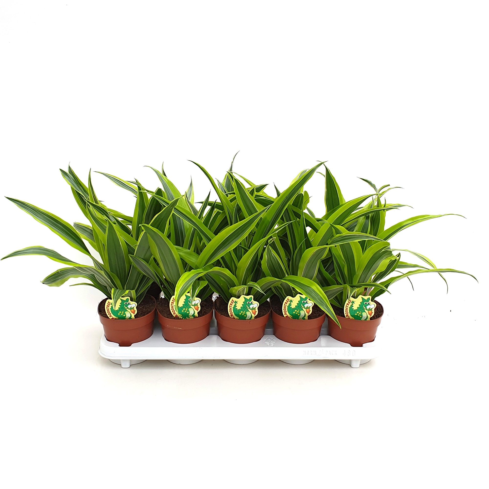 Dracaena Lemon Lime, D 12