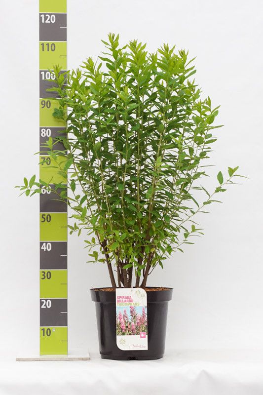 Spiraea billardii _'Triumphans' C 12, D 30 cm