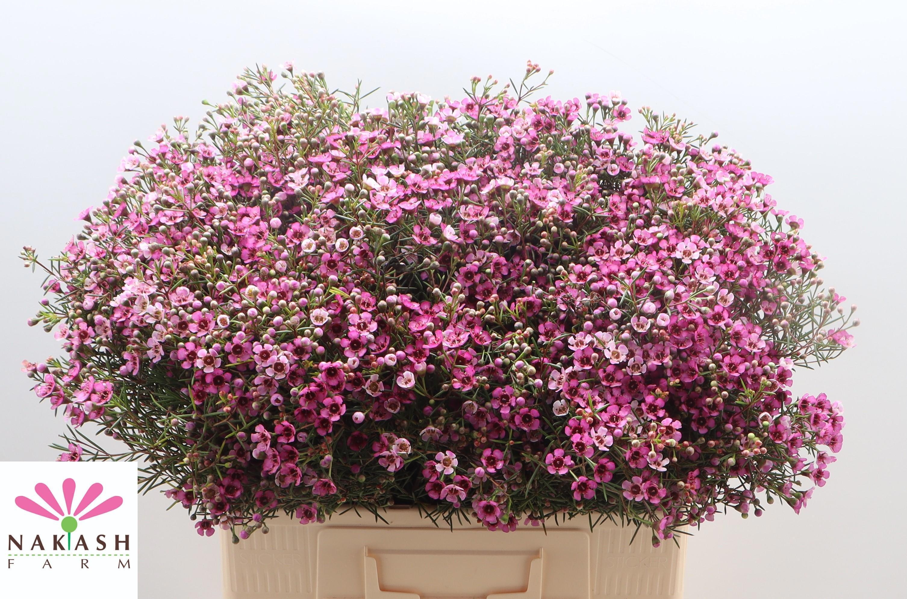 Шамелациум Юпитер 60 (ярко-роз.), шт.