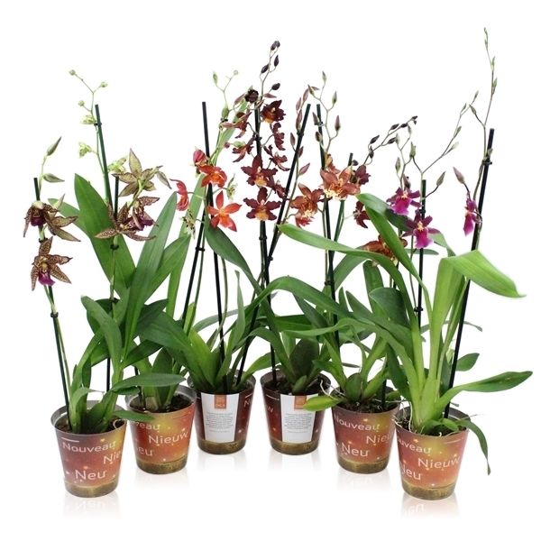 Inca Specialties mix 2 spike new cover, D 12