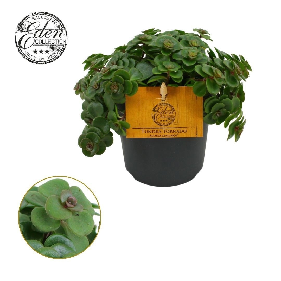 Sedum Tornado 12cm, D 12