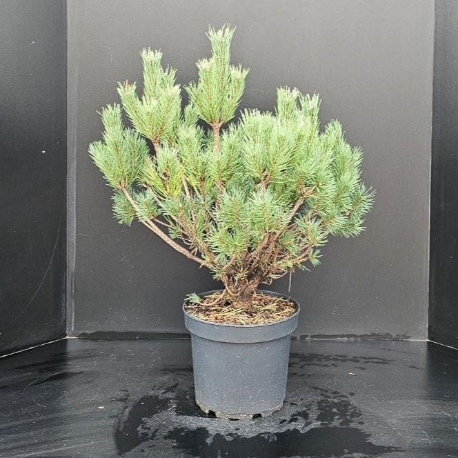 Pinus sylvestris Watereri, D 26