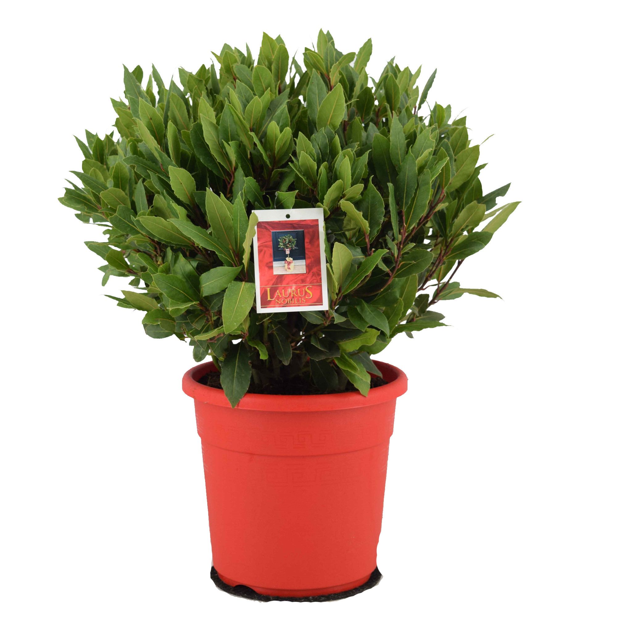 Laurus nobilis Bol zonder stam, D 25