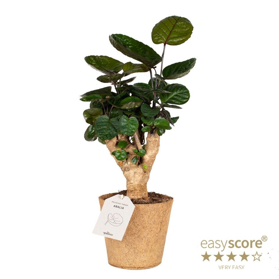 Polyscias 'Fabian' - COCOZ, D 17