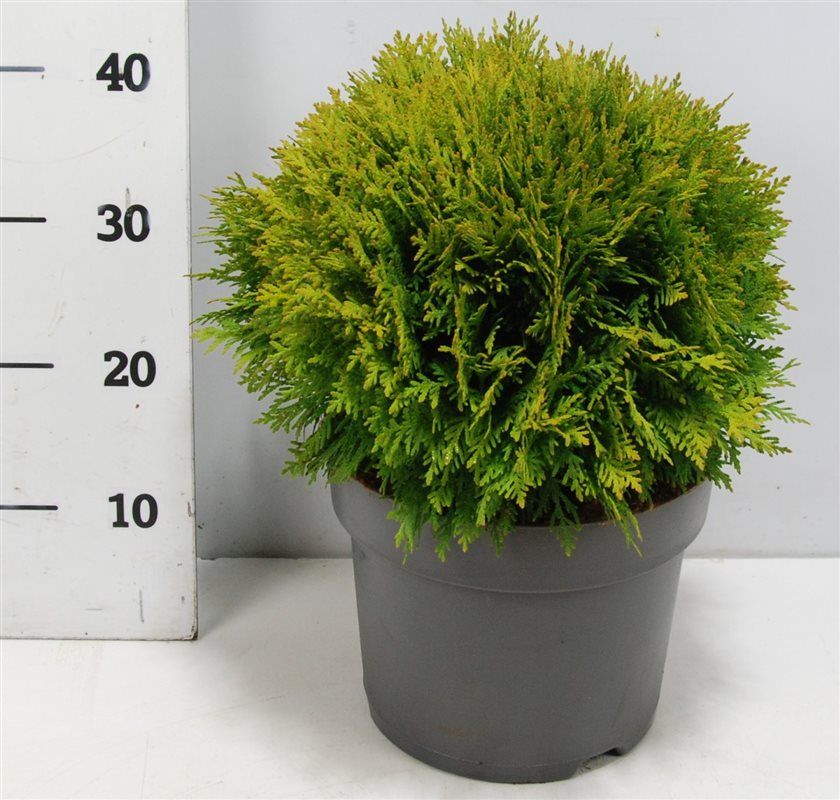 Thuja occ. 'Danica', D 26 cm