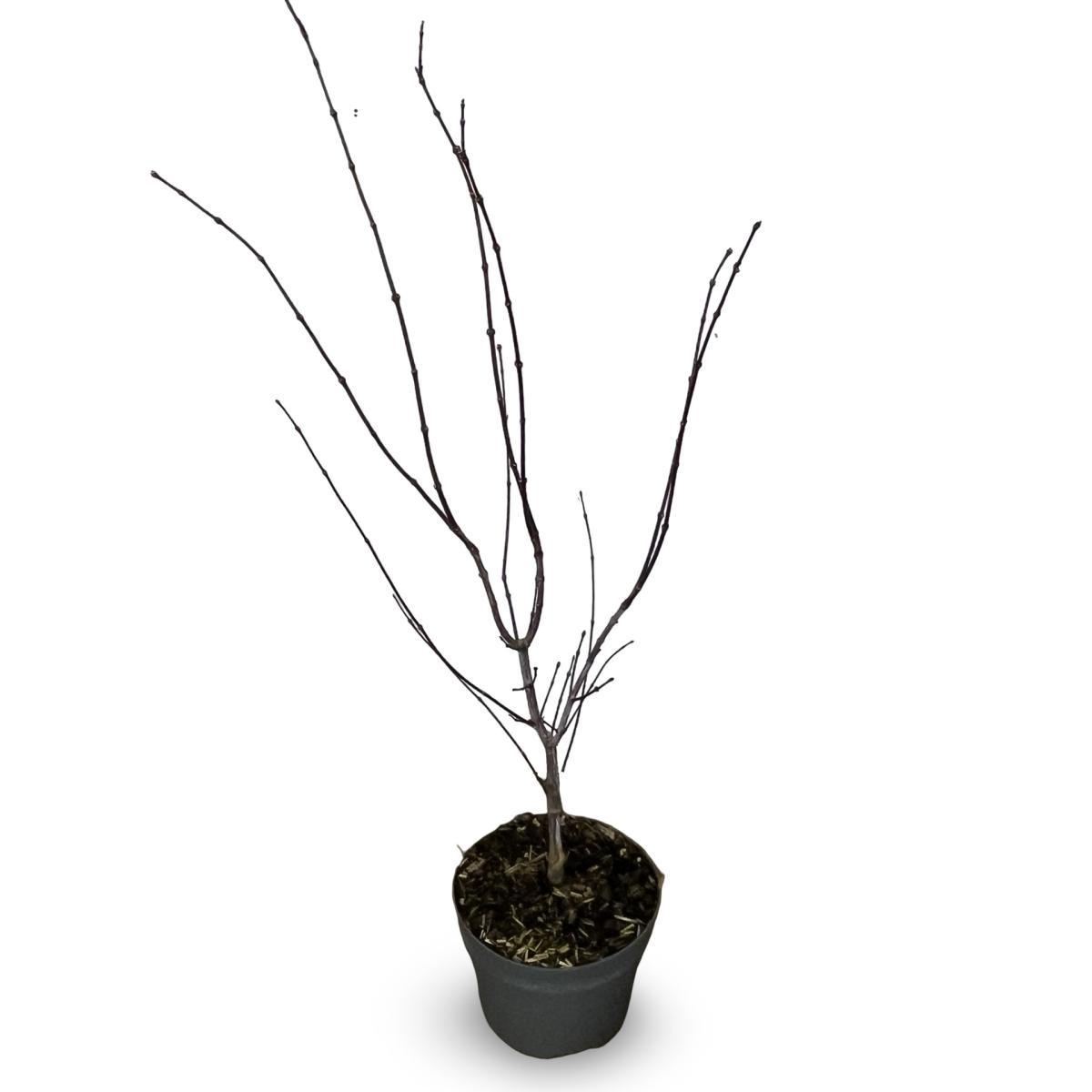 Acer pal. 'Atropurpureum', D 21