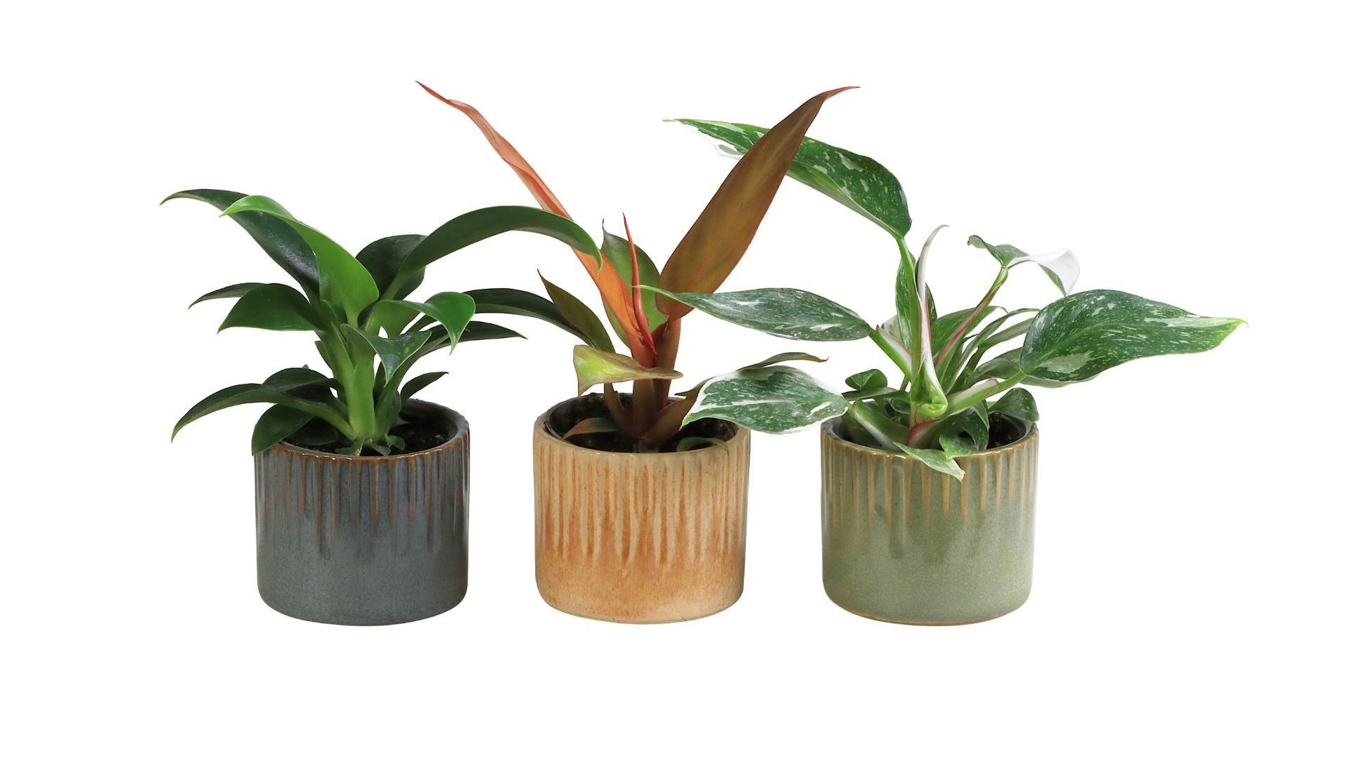 L 66030 With Philodendron Mix 6 cm, D 6