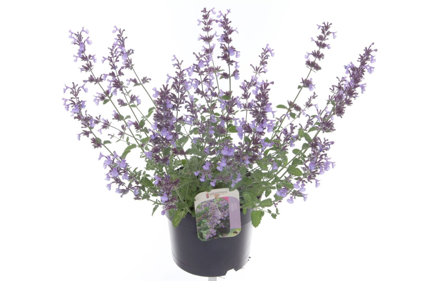 Nepeta faassenii Walkers Low, D 17