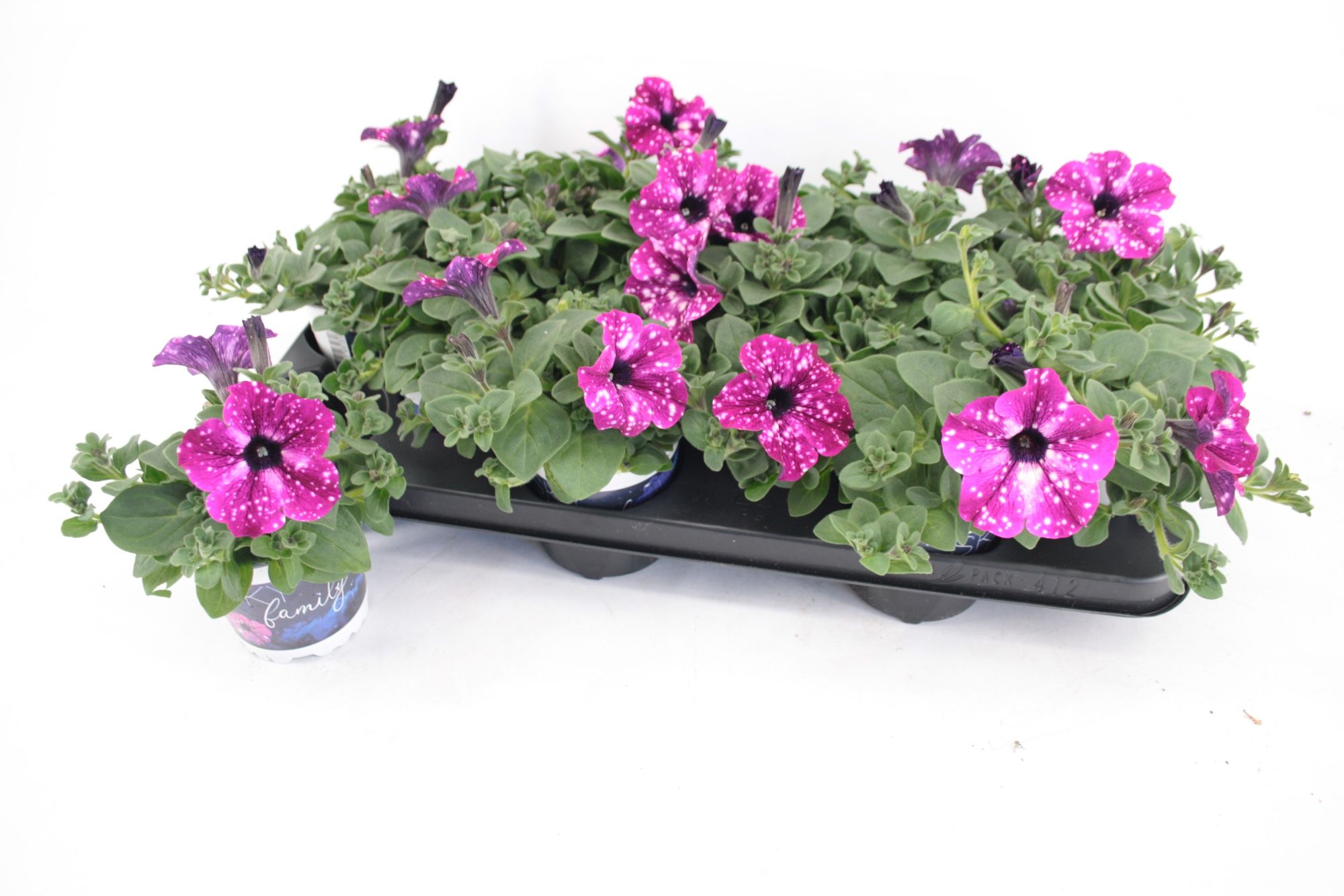 Petunia Circus Sky, D 10,5