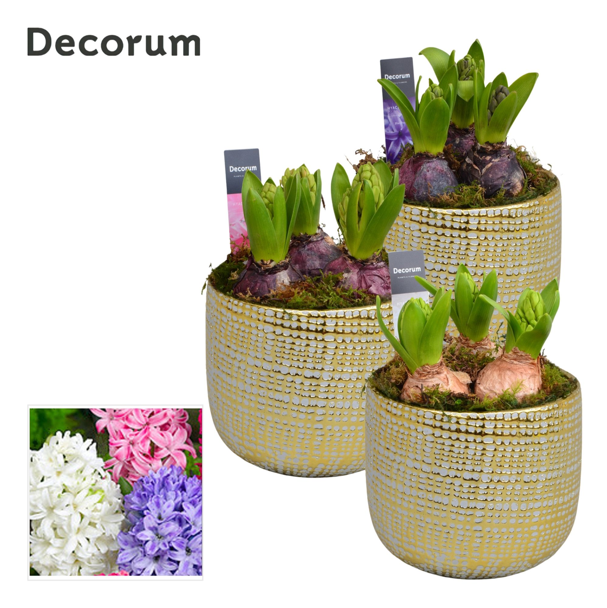 Hyacint Alivio Gold Maxi HL14200 [PURE], D 13