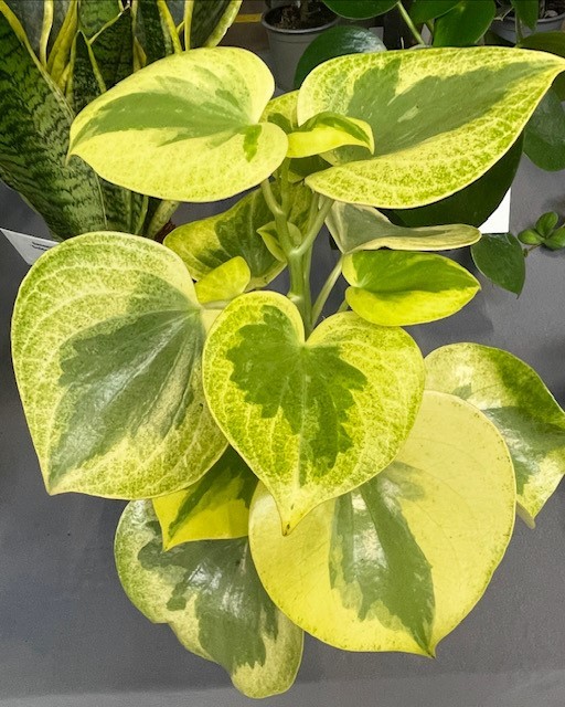 PEPEROMIA POLYBOTRYA 'RAIN DROP', D 11