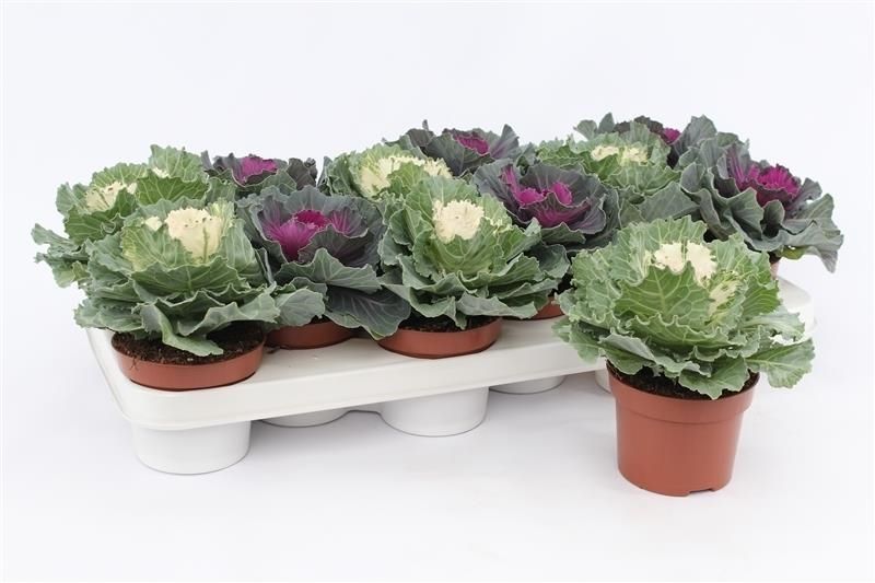 Brassica Glad, D 10,5 cm