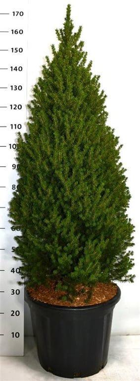 Picea gl. 'Perfecta', D 40