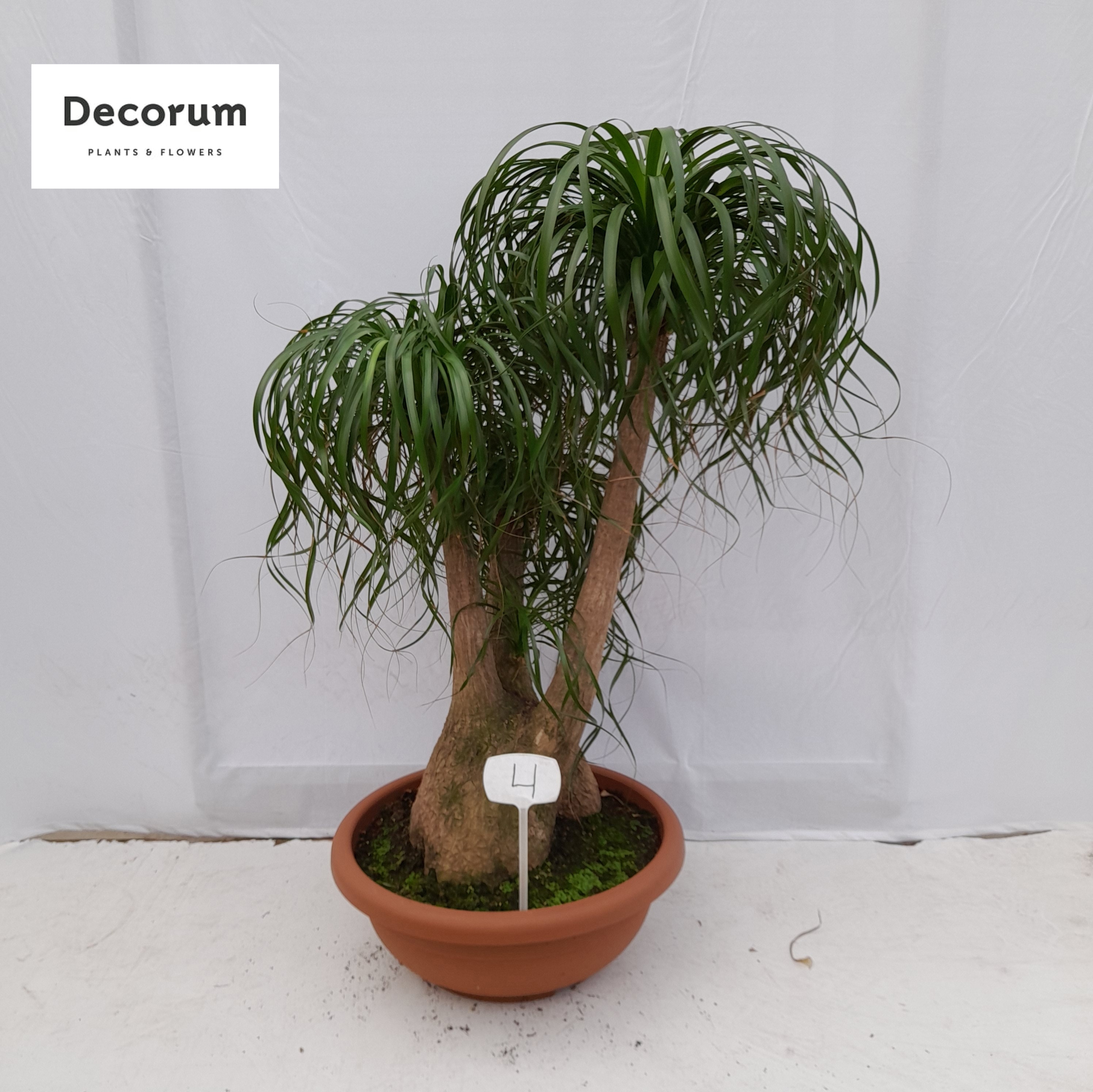 Beaucarnea vertakt op nummer 04, D 55