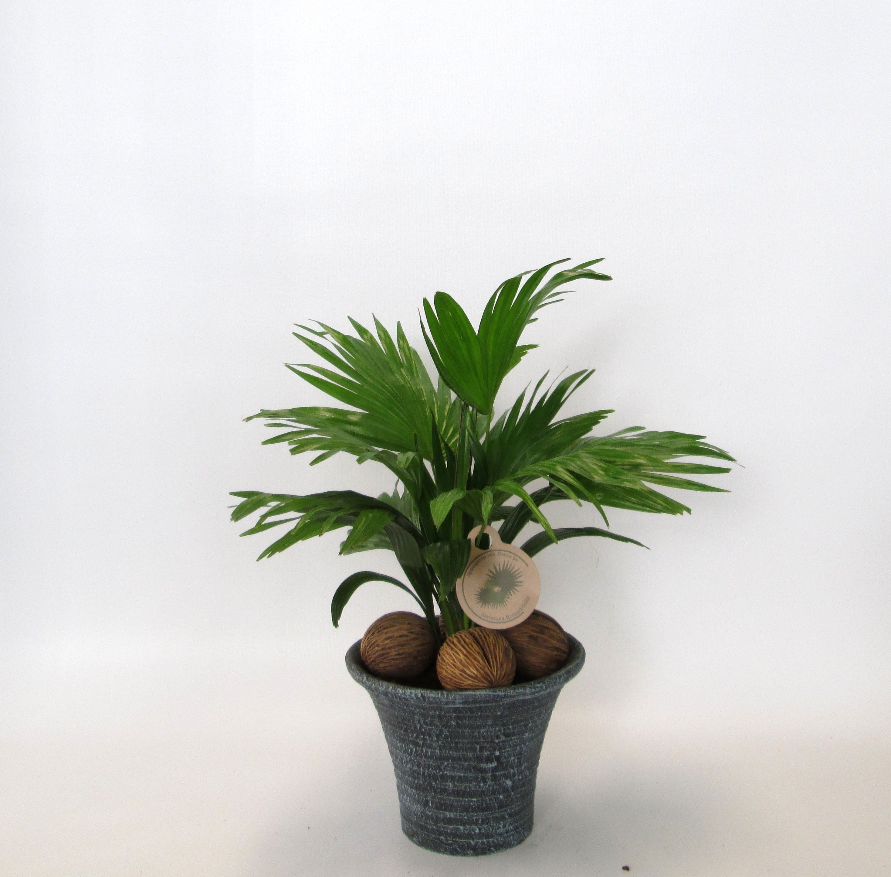 Livistona rotundifolia, D 19