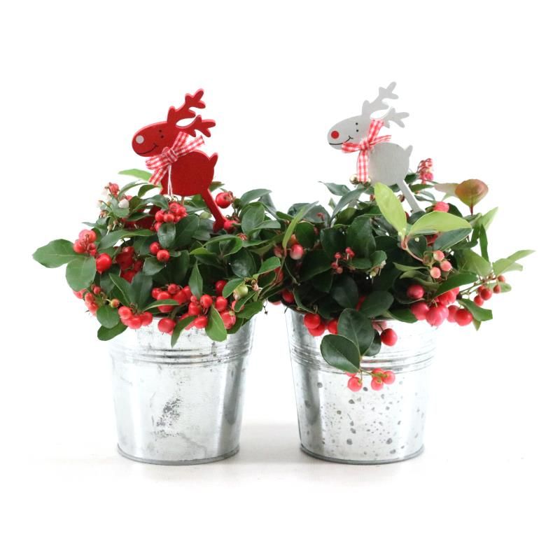 Gaultheria pr. 'Big Berry'® P10 in Zinc Old-Look + Reindeer, D 12 cm