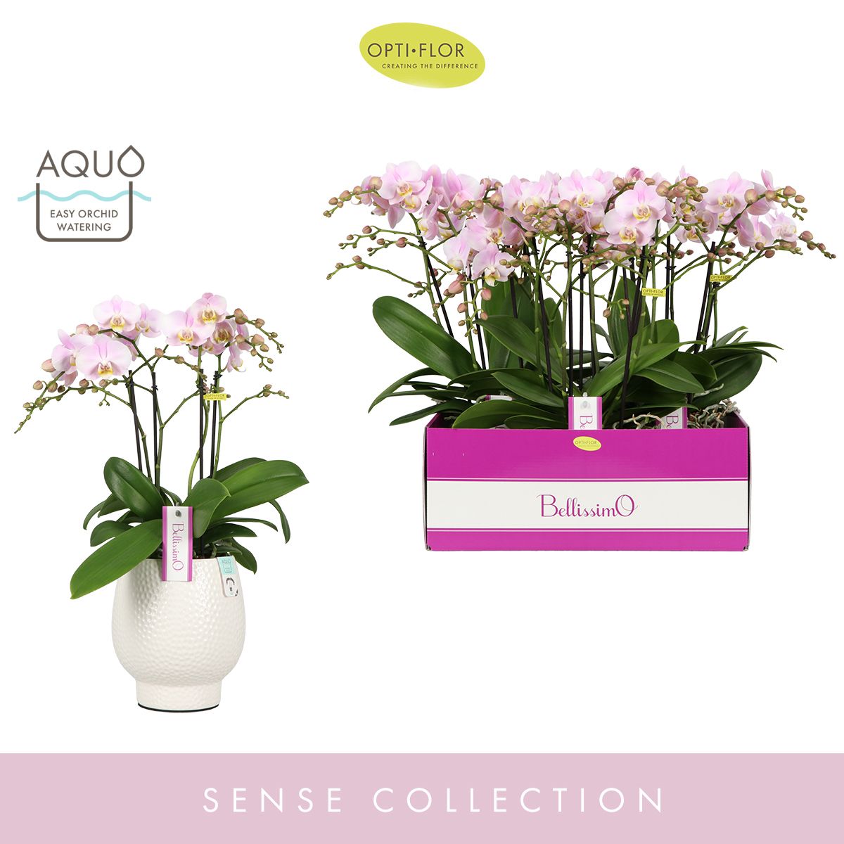 Bellissimo Adora in Abruzzo White Aquo, D 15 cm