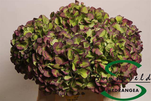 Гортензия Верена Классик 40, шт.