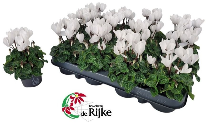 Cyclamen P7 Wit, D 7 cm Cyclamen P7 Wit, D 7 cm