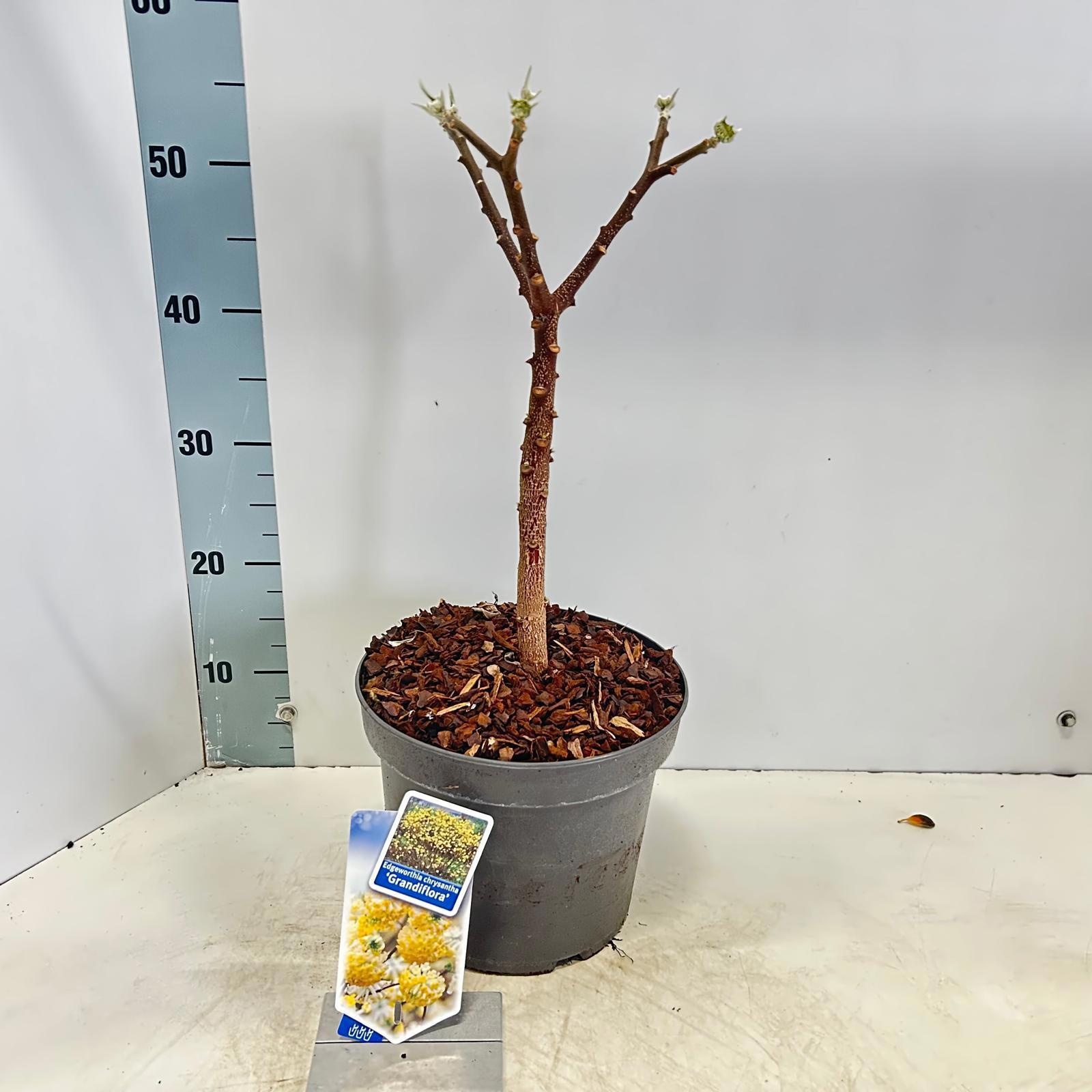 Edgeworthia chrysantha 'Grandiflora' 40-50, D 23