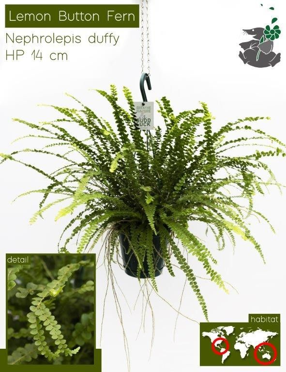 690 FDM : Exotische hangpot 14 cm NEPHROLEPIS Duffy, D 14