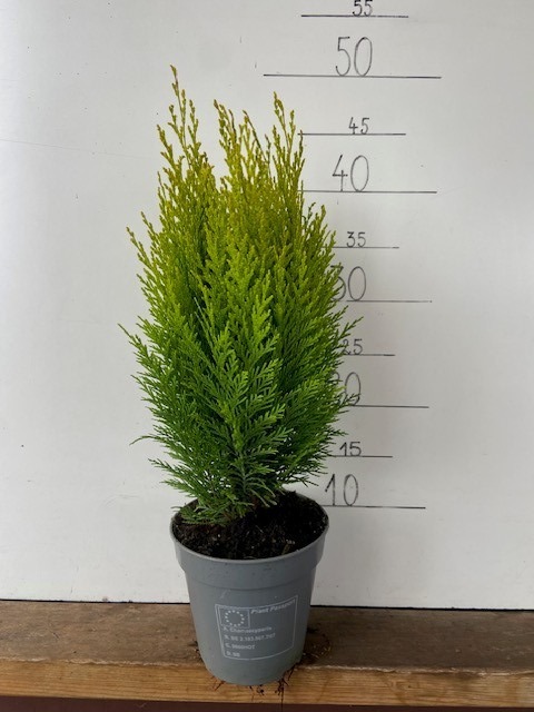 Chamaecyparis lawsoniana 'Broomhill Gold', D 13 cm