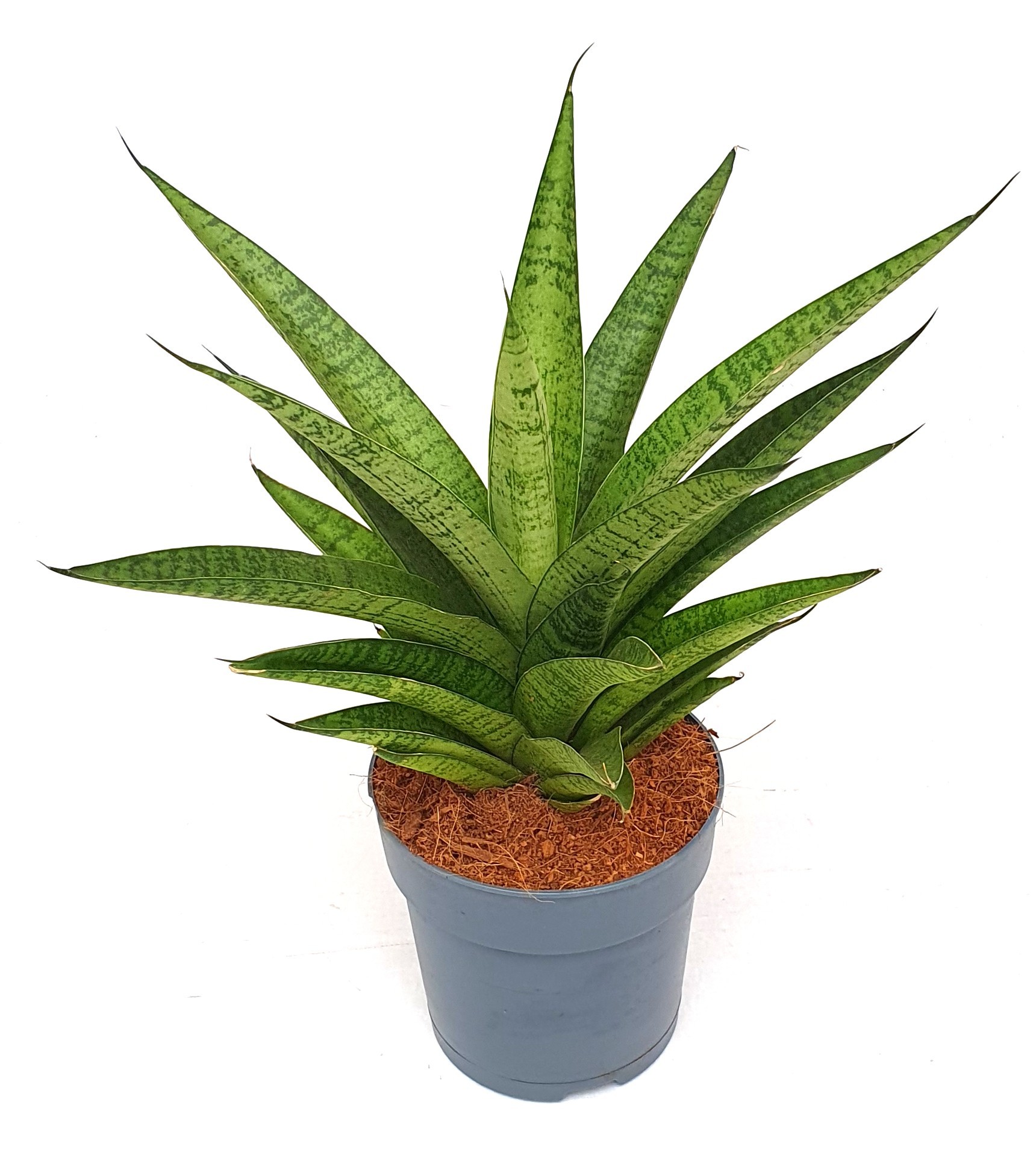 Sansevieria 'Tough Lady', D 12