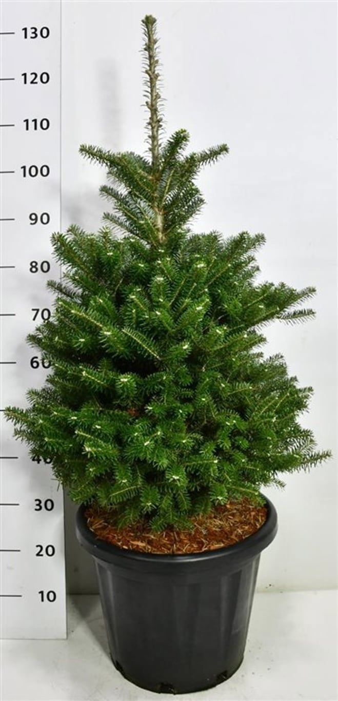 Abies koreana, D 38