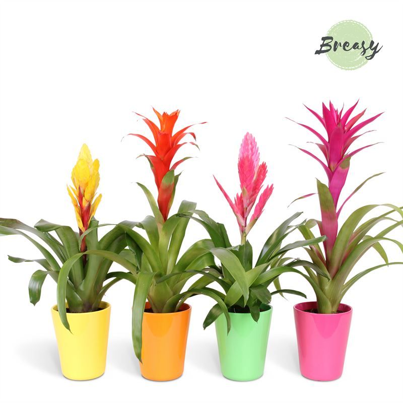 Bromelia Happy - 12cm in Florence | Mimesis, D 12
