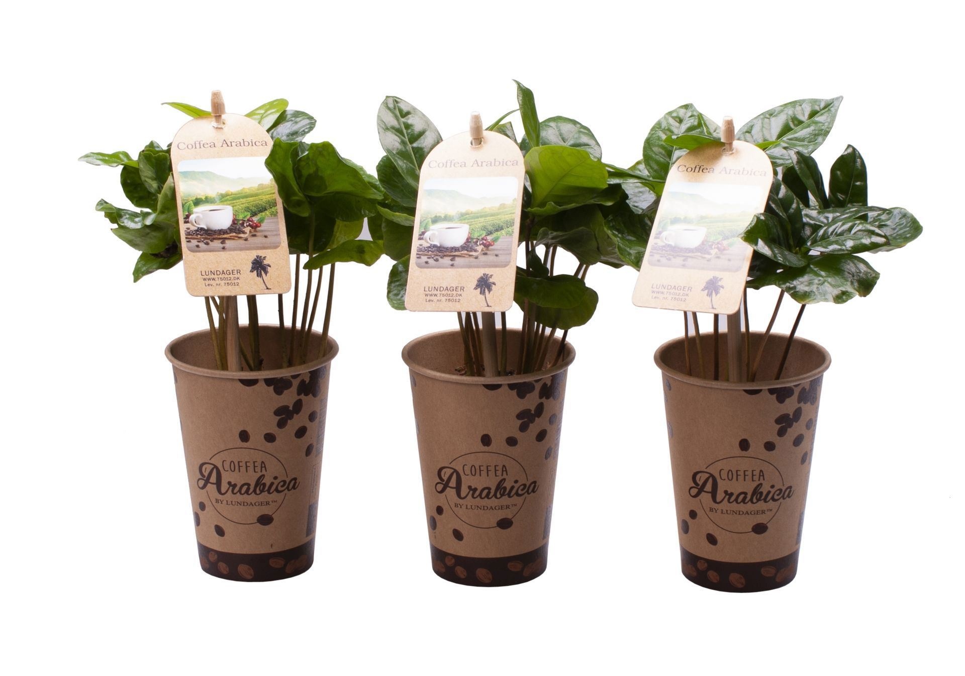 Coffea Arabica with etiquette in paper cup, D 6