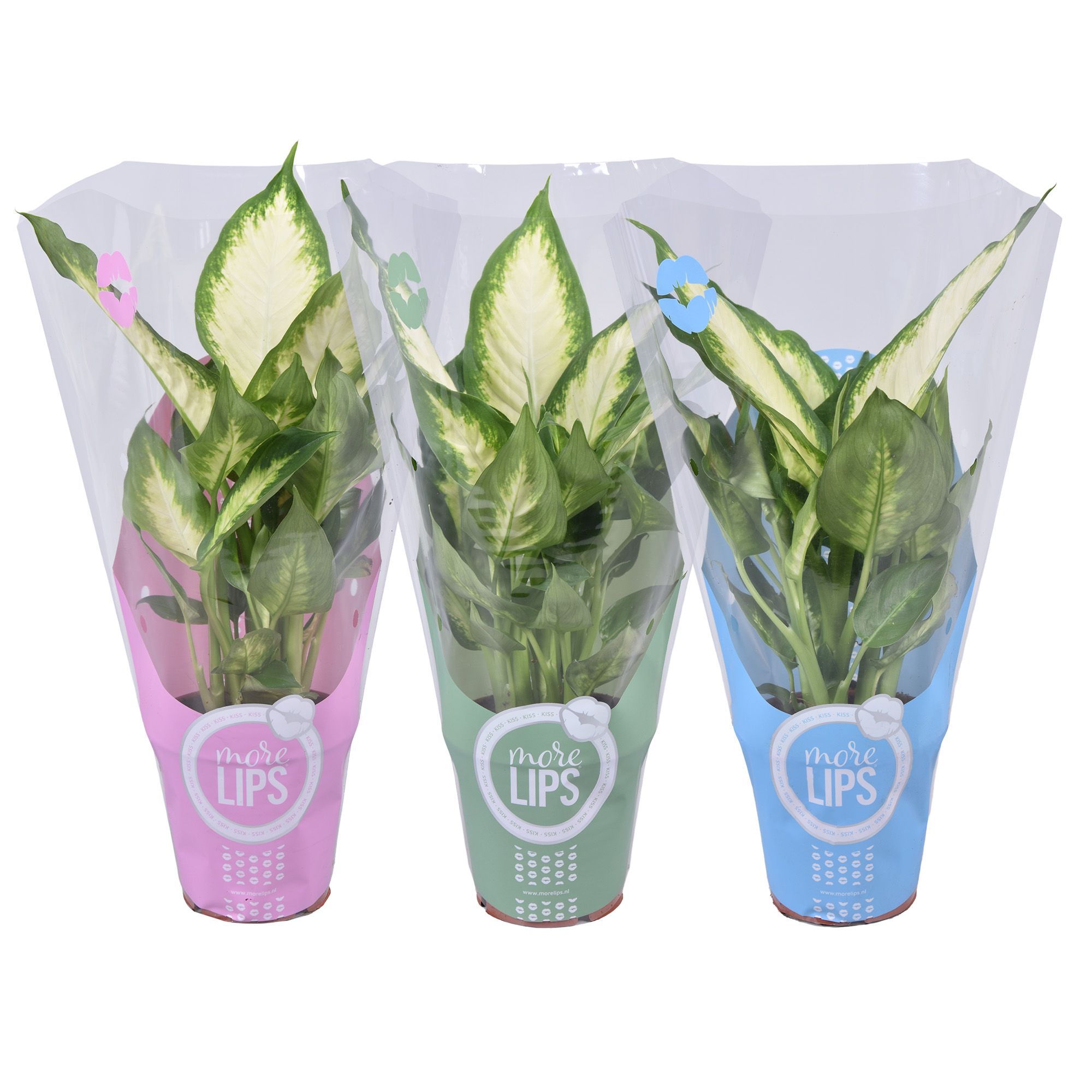 MoreLIPS® Dieffenbachia Camilla in Showhoes (zomerkleuren), D 12