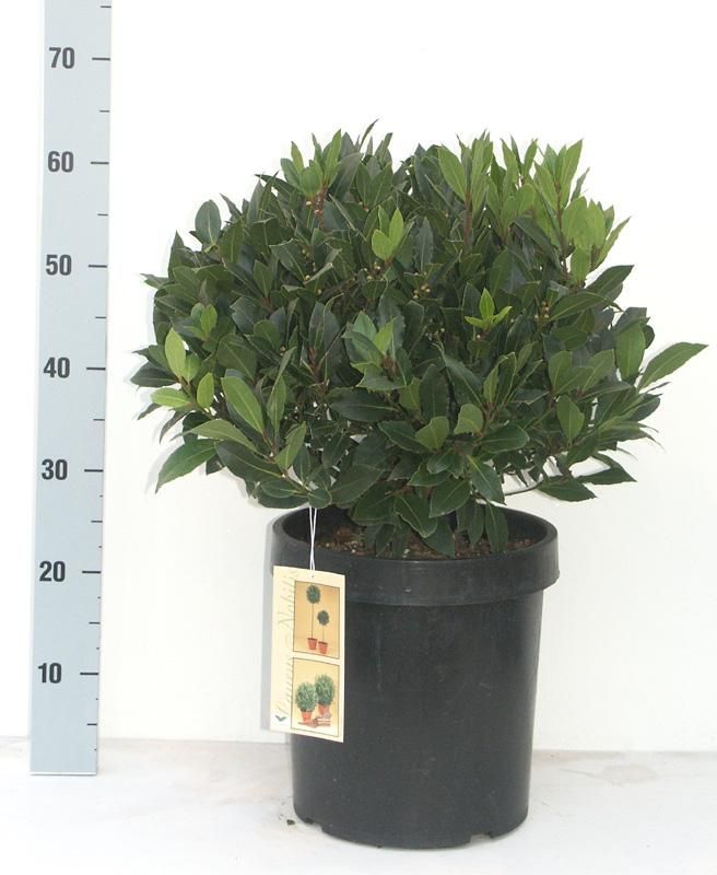 Laurus nobilis 'Bay Junior' Speciaal - Vlaamse Laurier Europees Erkend, D 27