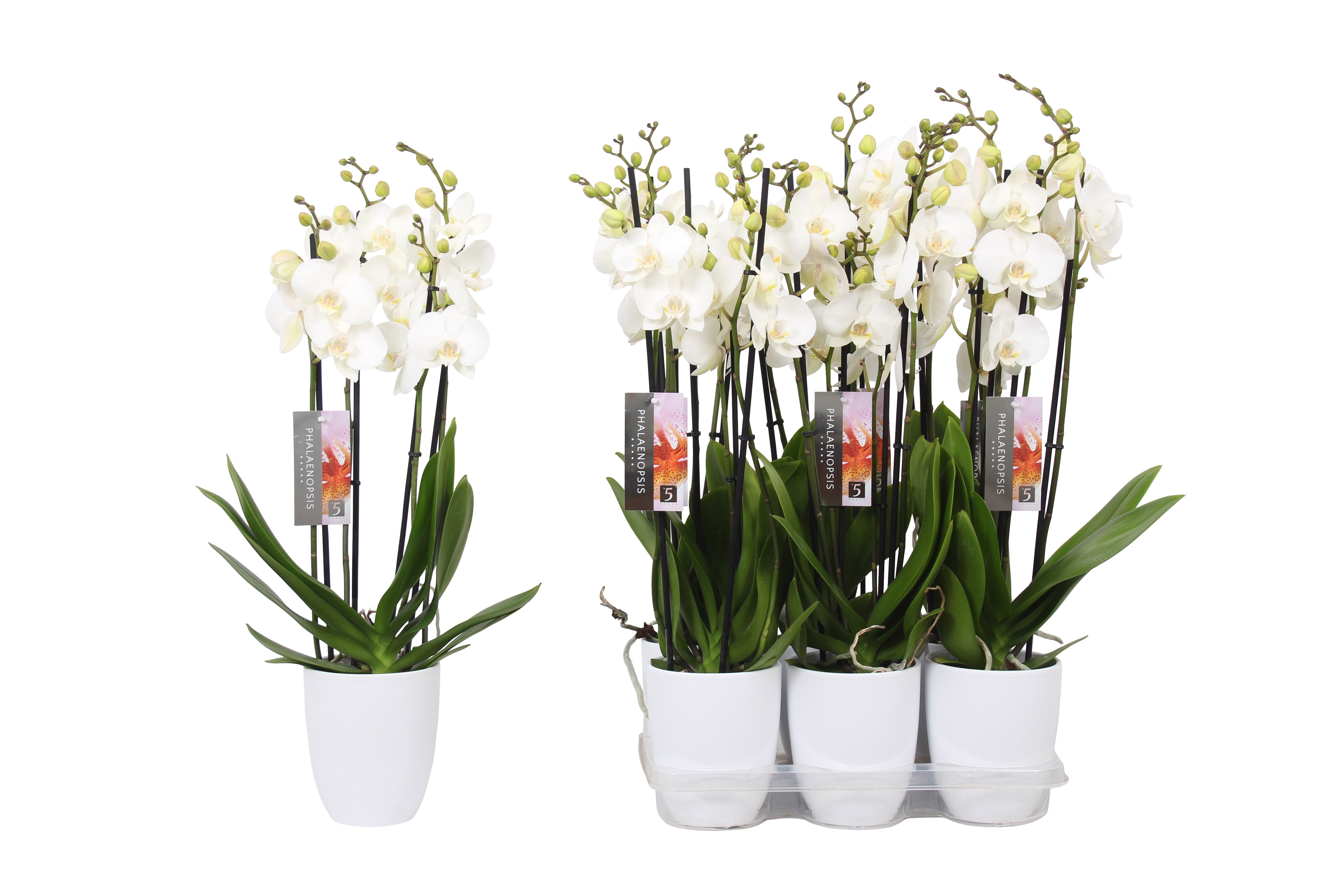 Phalaenopsis White, 4-spike White Ceramics, D 12