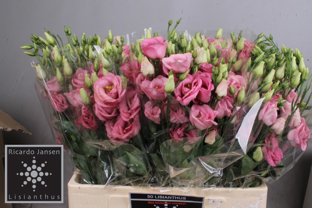 Эустома Розита Роуз пинк 65 (ярко-роз.), шт.