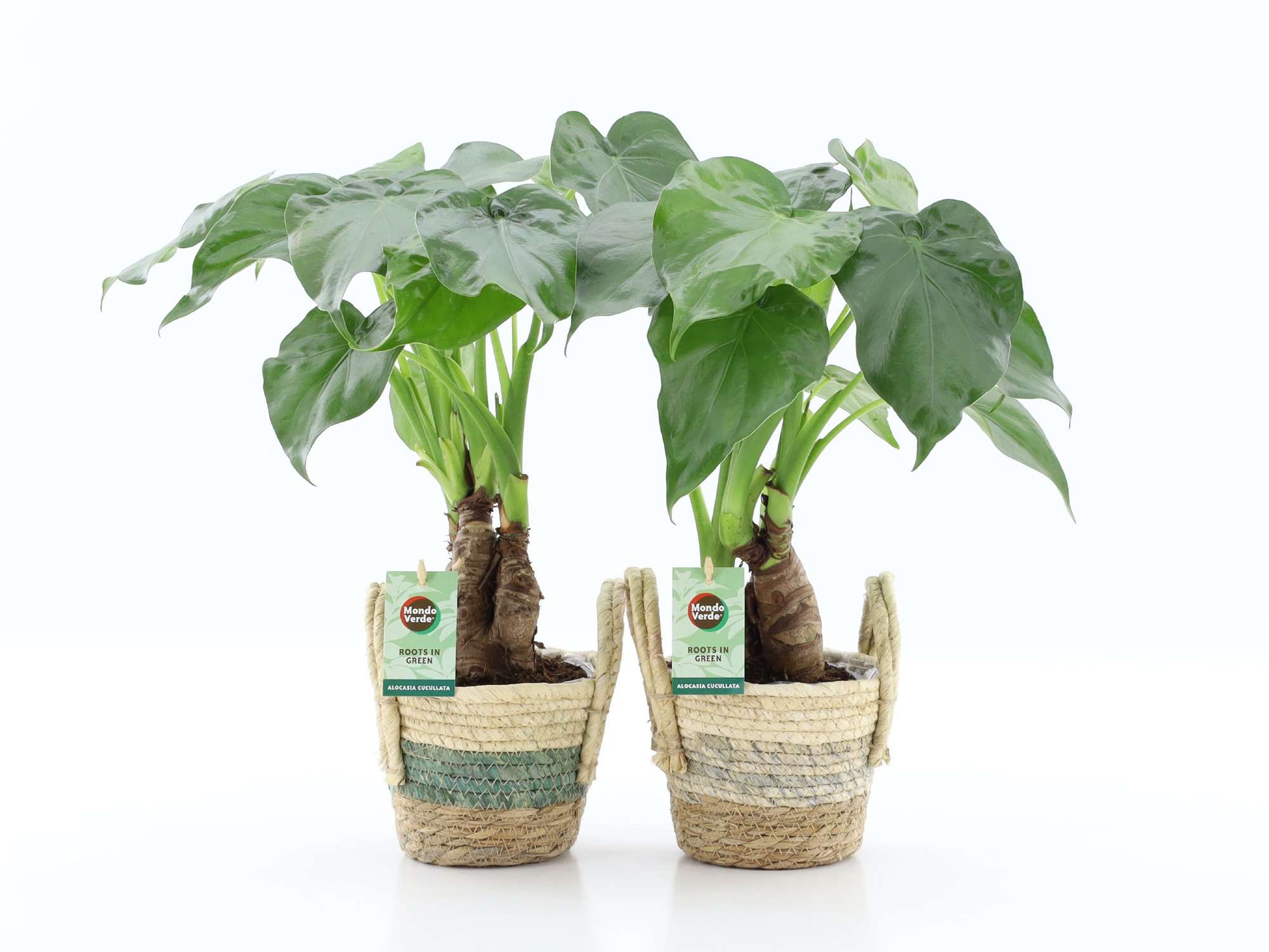 Alocasia Cucullata op stam in Noah Stripe, D 14