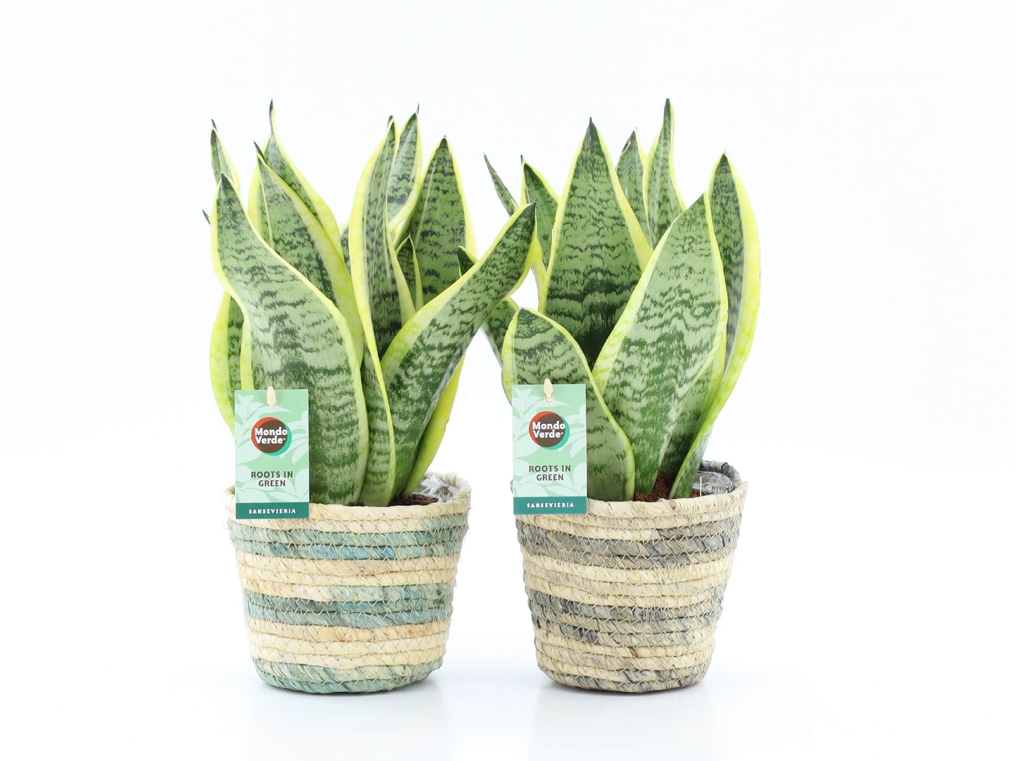 Sansevieria 'Futura Superba' in Noah lines, D 14