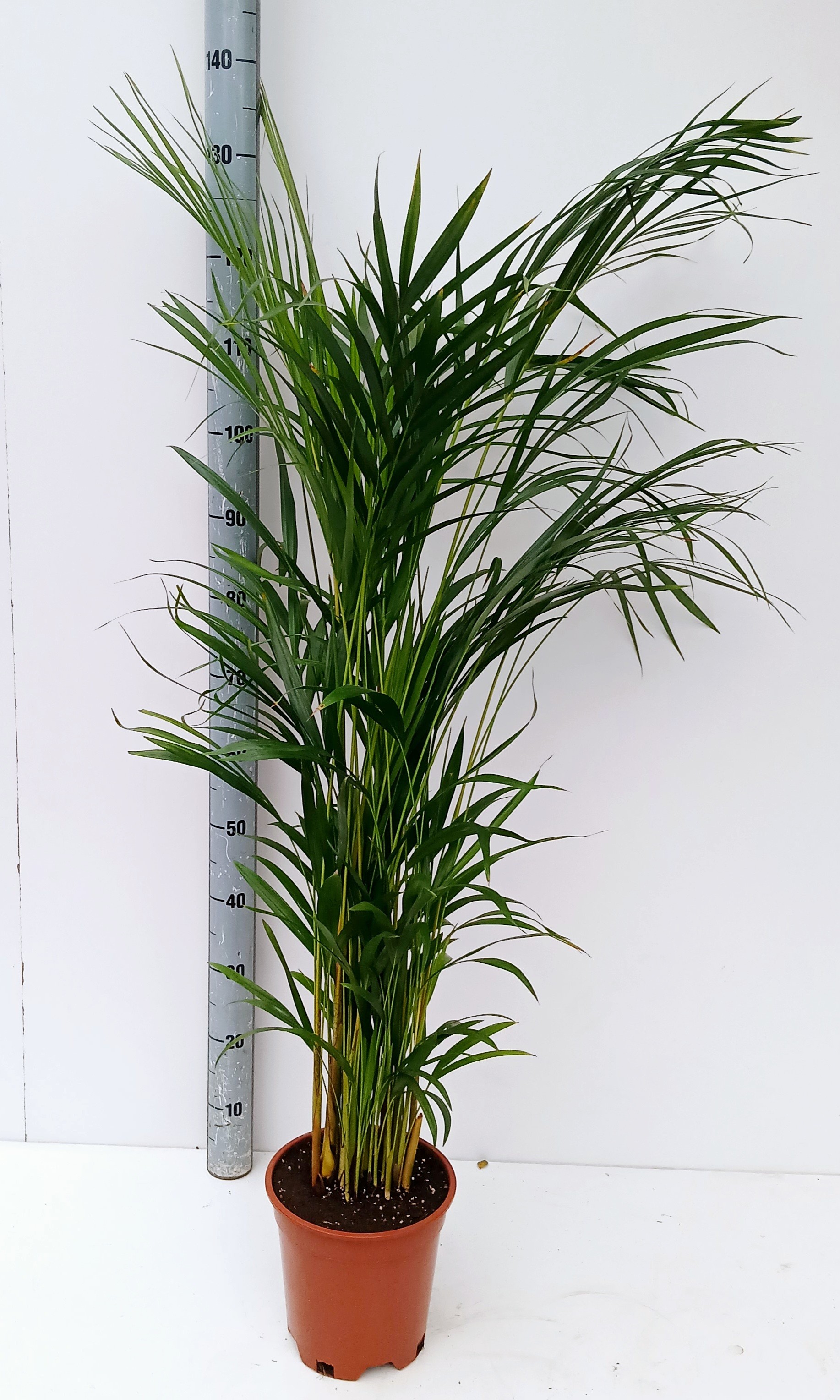 dypsis, D 22