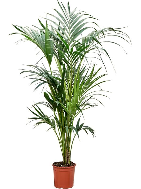 Kentia (Howea) forsteriana, D 21