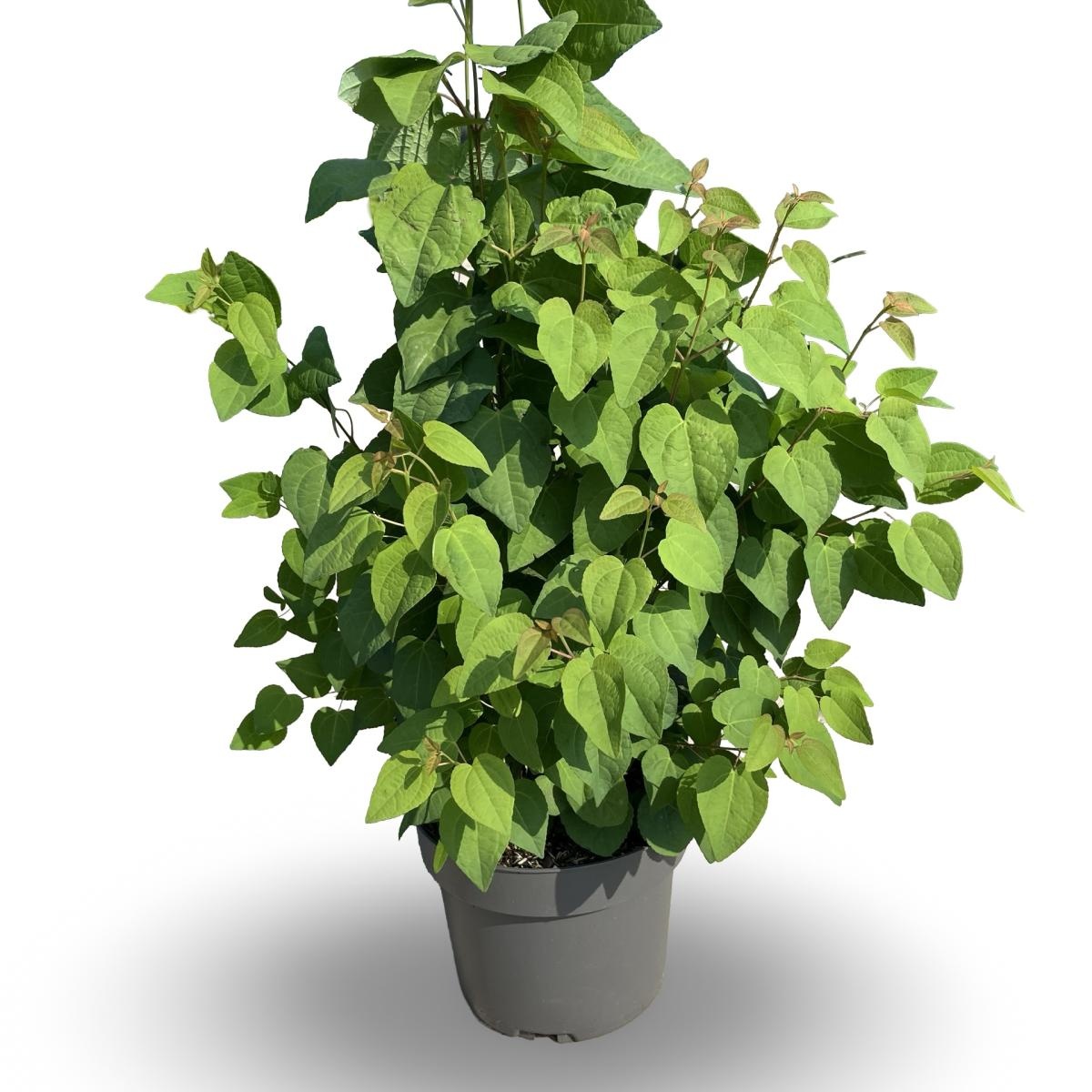 Cercidiphyllum japonicum, D 21