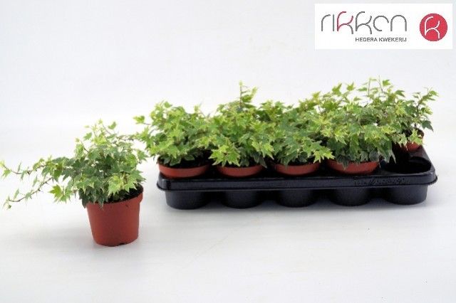 Hedera White Ripple 12 cm, D 12