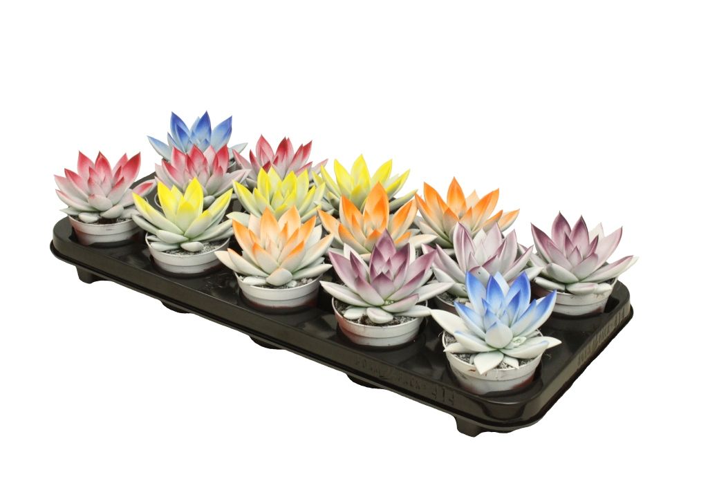 Miranda bicoloured light-dark mix, D 8,5 cm