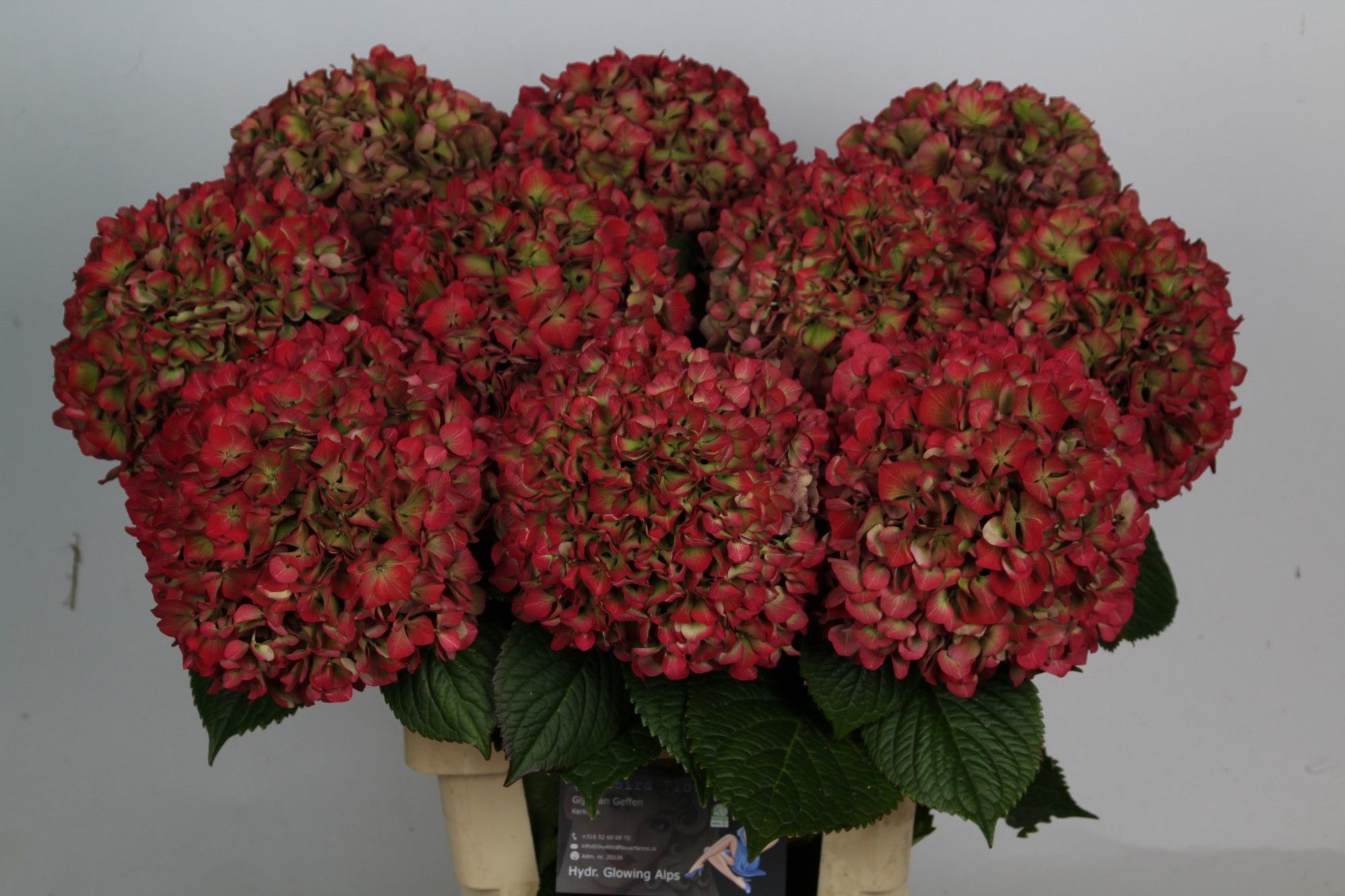 Гортензия Глоуин Альпс Классик 70, шт.