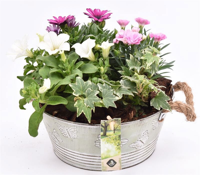 Zink schaal vlinderopdr. 27cm, D 27