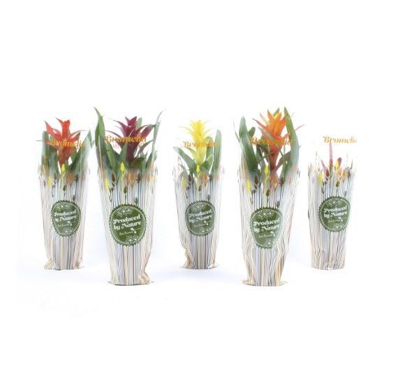 Bromelia mix in exclusieve autumn hoes, D 12