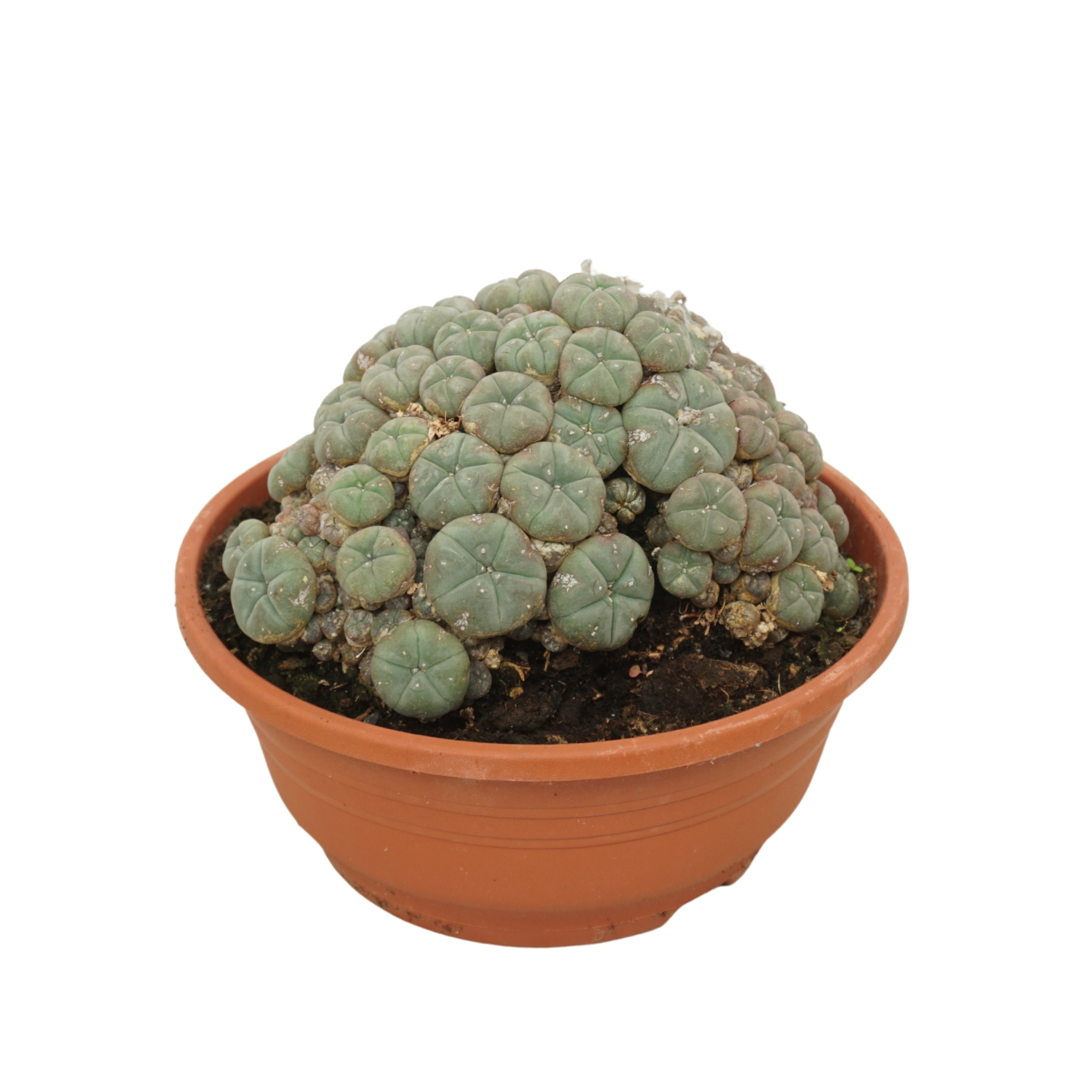 Lophophora williamsii 21 cm, D 21