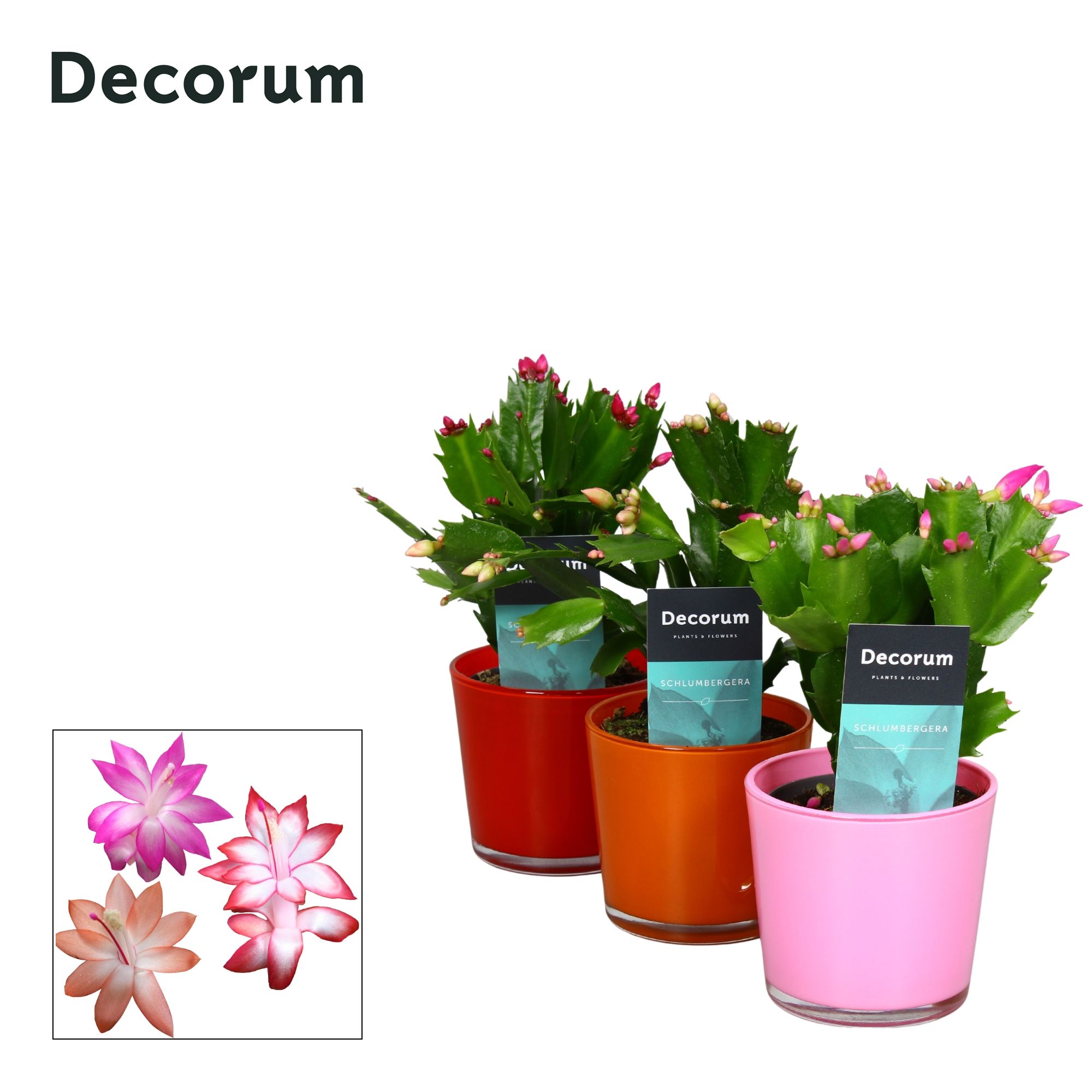 Schlumbergera - 9 cm - Glaspot Nashville mix - Decorum, D 9