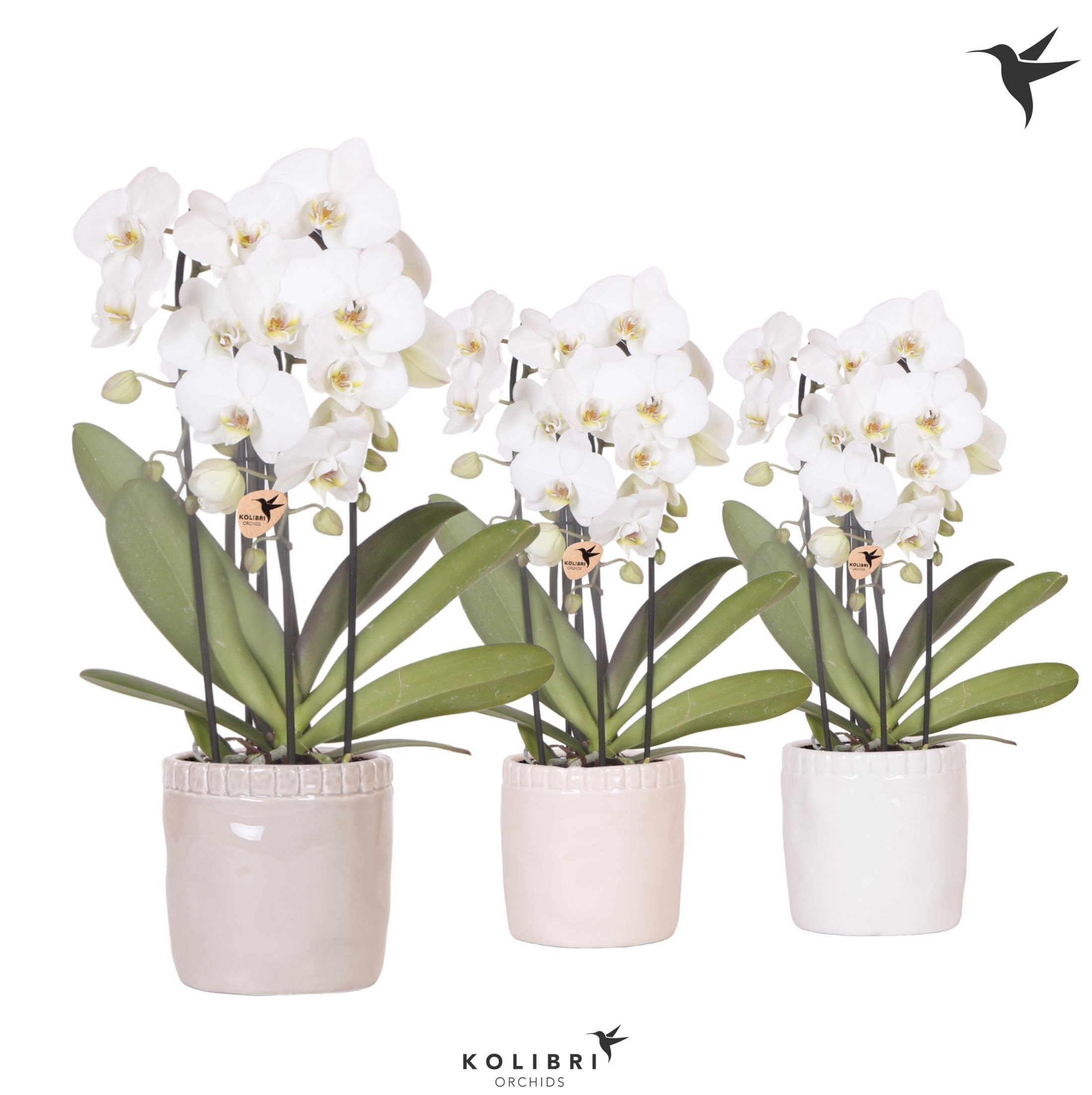 Kolibri Orchids Cascade Niagara Fall white 3 spike in Stones pot mix, D 12