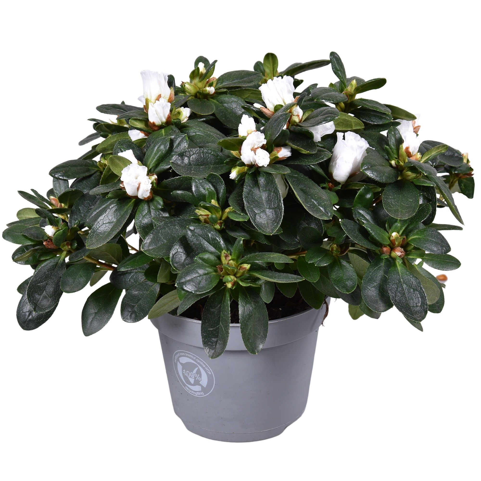 Azalea Vogel wit 13cm, D 13