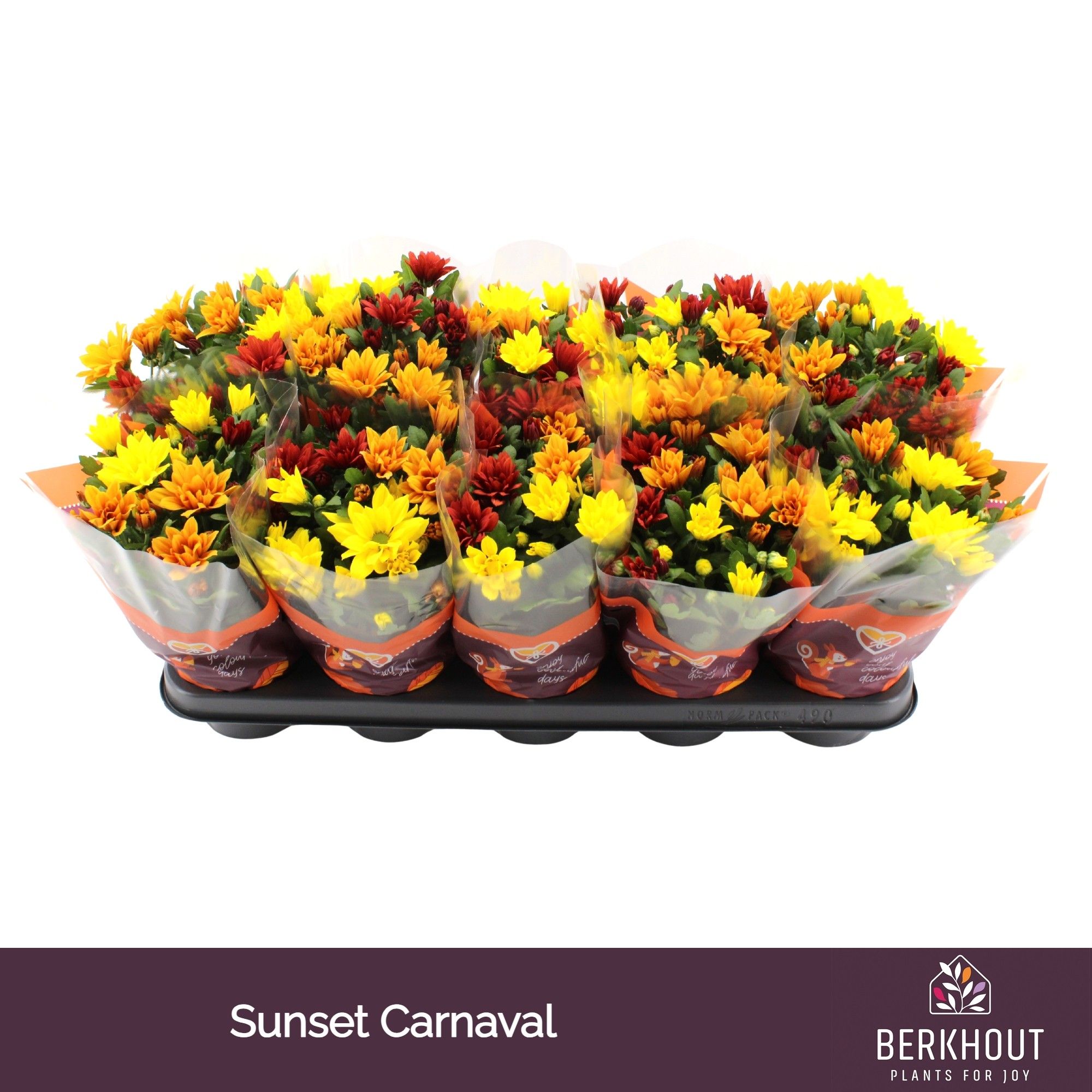 Chrysant Carnaval Sunset, D 12 cm
