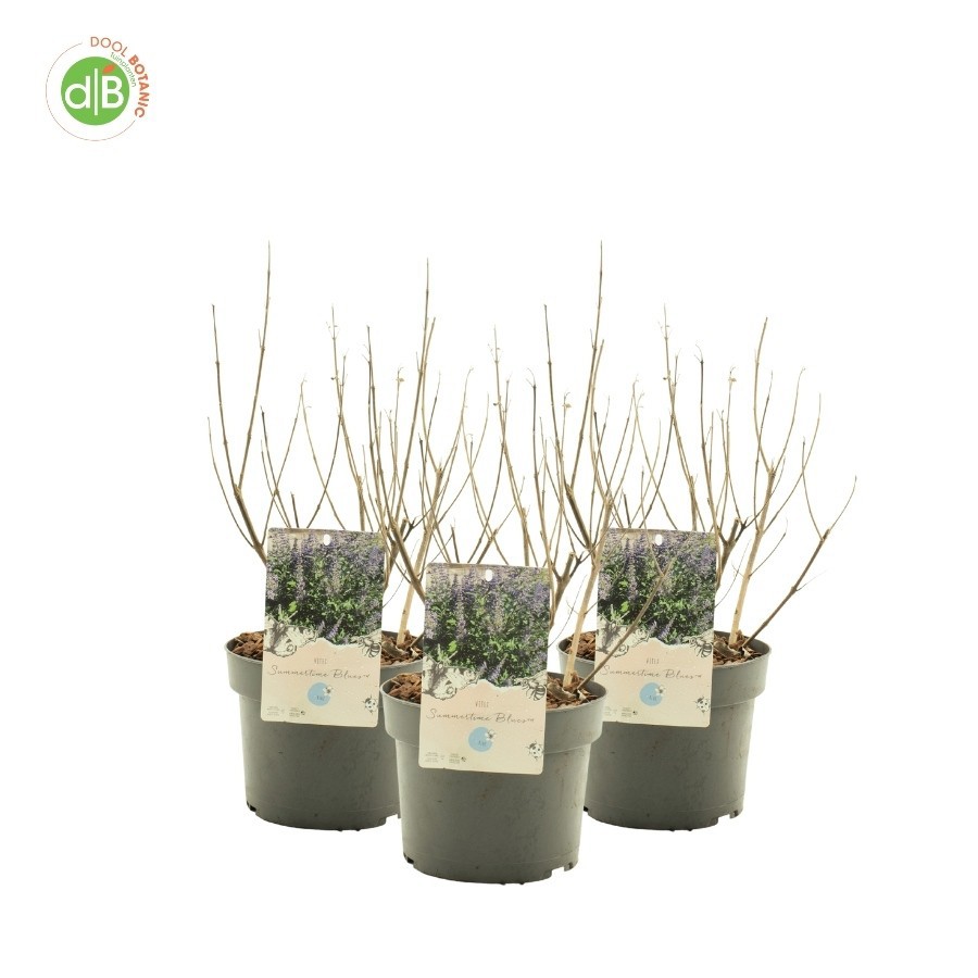 Vitex 'Summertime Blues' TM, D 19